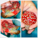 Kamfa Flowerhorn - 107